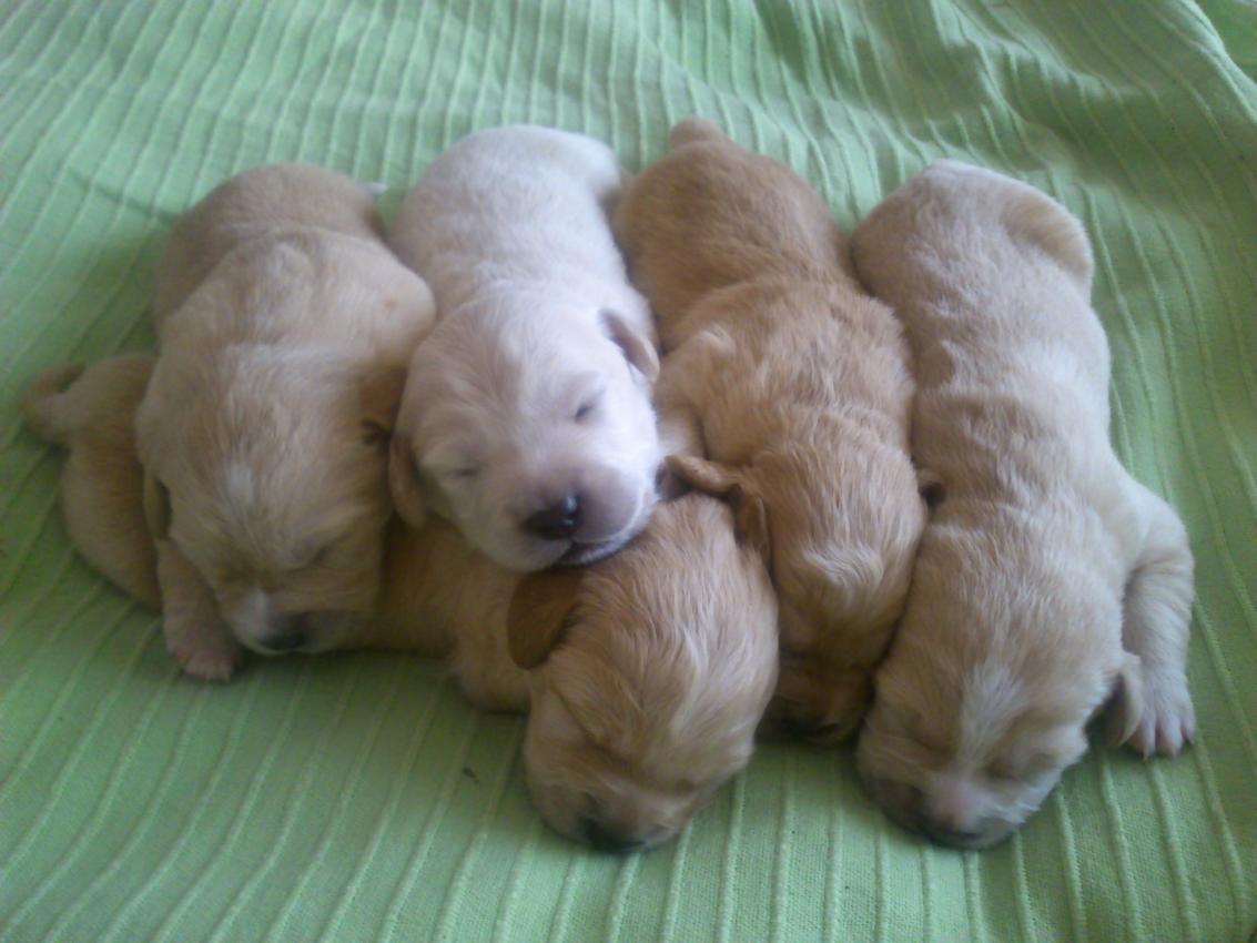 Se Regalan Cachorros En Córdoba