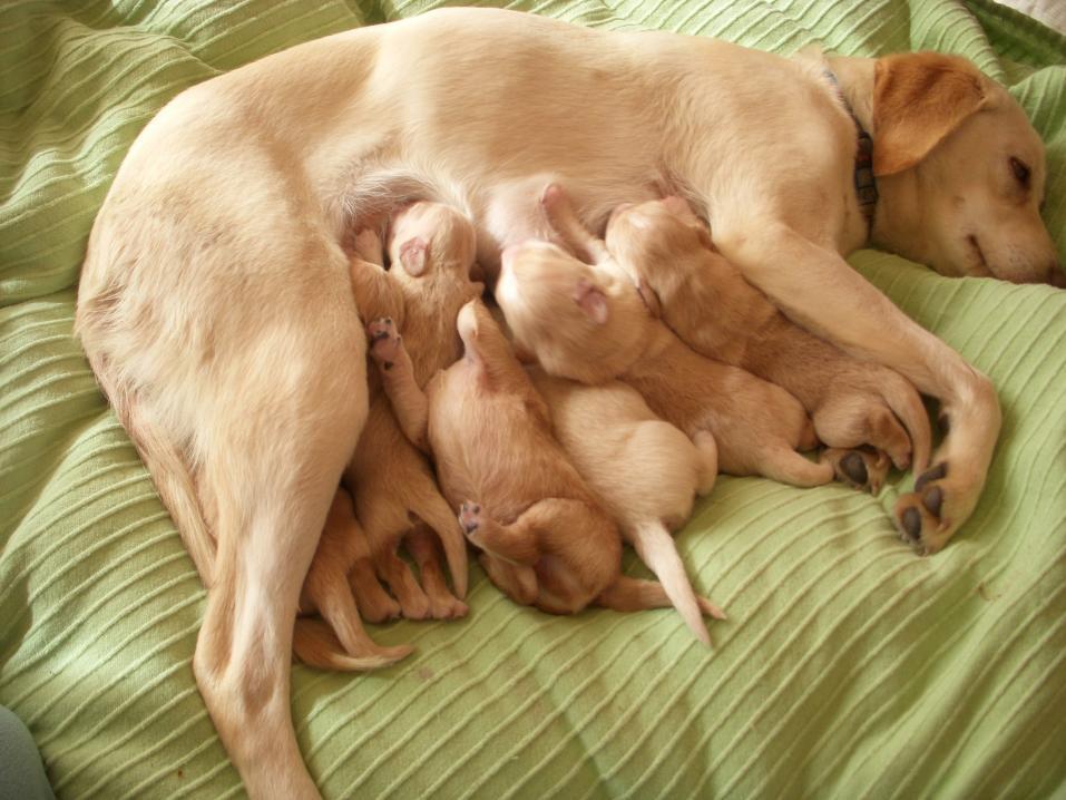 Se regalan cachorros - Cachorros - Comunidad Mascotadictos